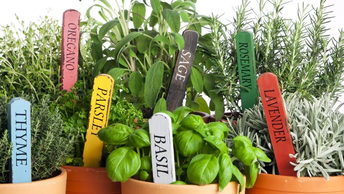 From Garden to Table: Exploring the Culinary Uses of Herbs